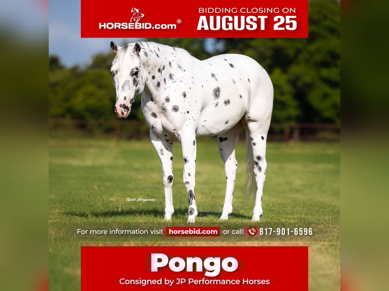 Pony of the Americas Gelding 4 years 14,1 hh in Weatherford