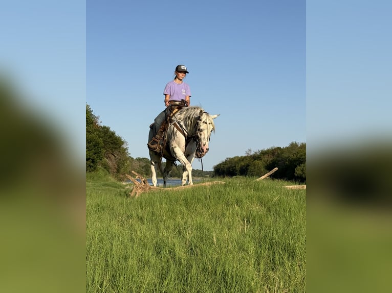 Pony of the Americas Gelding 4 years 14,1 hh in Weatherford