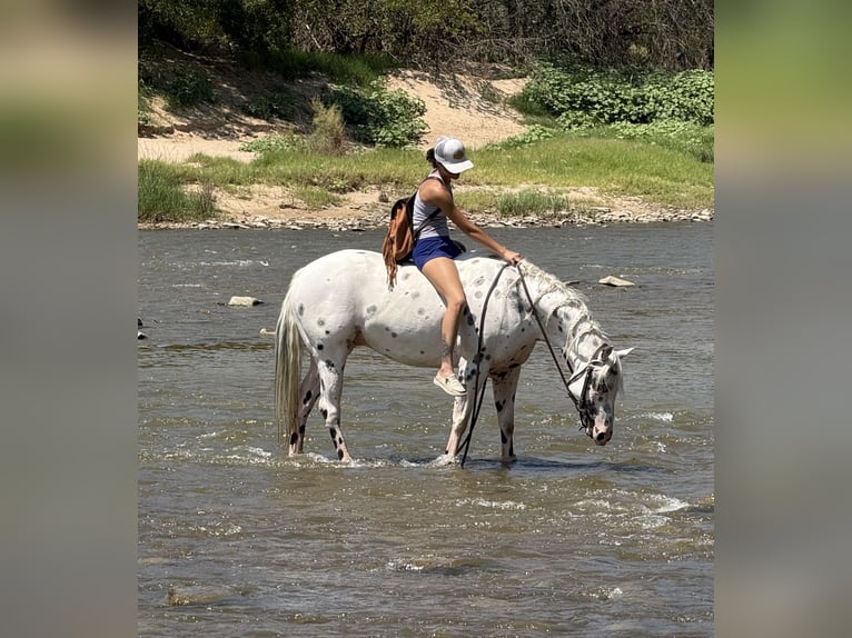 Pony of the Americas Gelding 4 years 14,1 hh in Weatherford