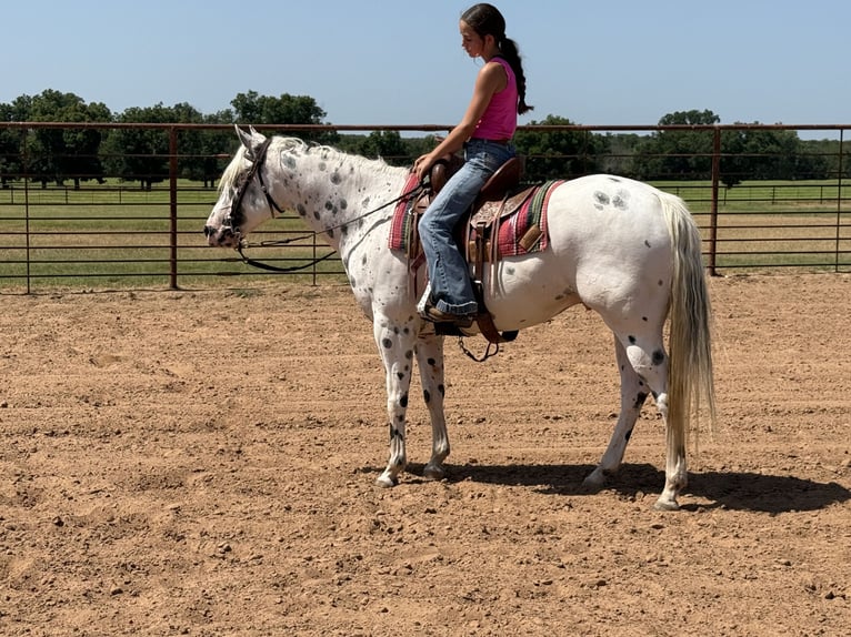 Pony of the Americas Gelding 4 years 14,1 hh in Weatherford