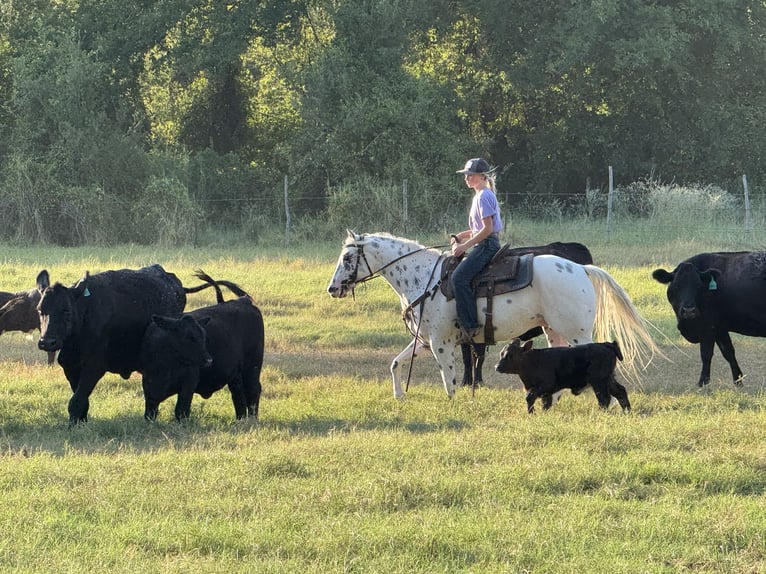 Pony of the Americas Gelding 4 years 14,1 hh in Weatherford
