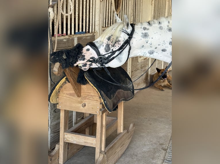 Pony of the Americas Gelding 4 years 14,1 hh in Weatherford