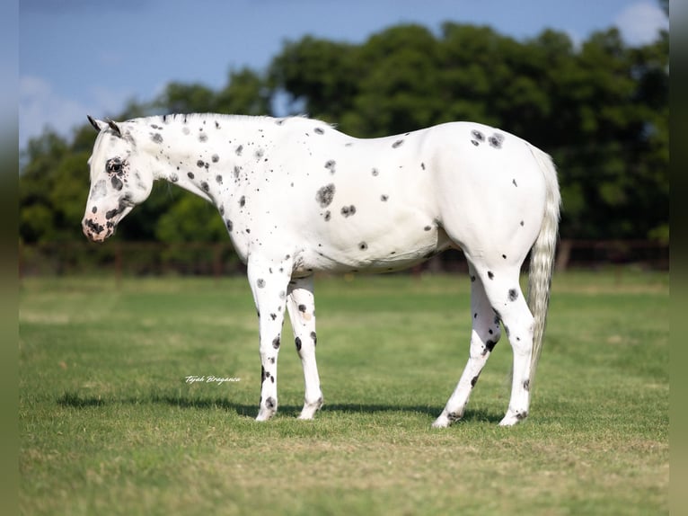 Pony of the Americas Gelding 4 years 14,1 hh in Weatherford