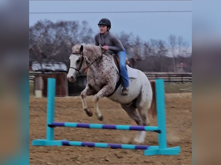 Pony of the Americas Gelding 4 years 14.2 hh Chestnut in Robards