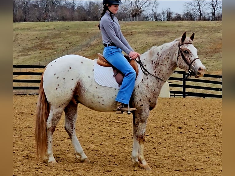 Pony of the Americas Gelding 4 years 14.2 hh Roan-Red in Robards