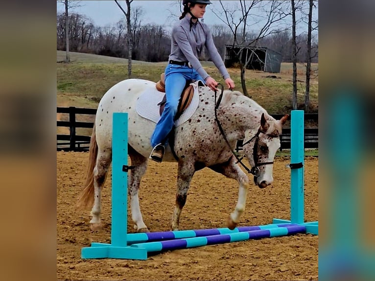 Pony of the Americas Gelding 4 years 14.2 hh Roan-Red in Robards