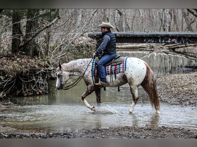 Pony of the Americas Gelding 4 years 14.2 hh Roan-Red in Robards