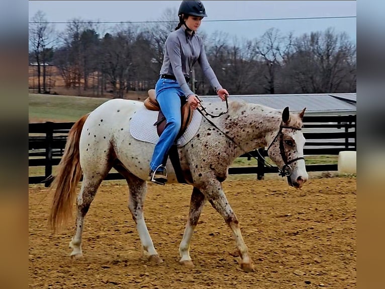 Pony of the Americas Gelding 4 years 14.2 hh Roan-Red in Robards