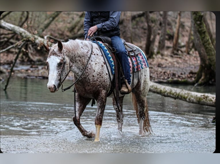 Pony of the Americas Gelding 4 years 14.2 hh Roan-Red in Robards