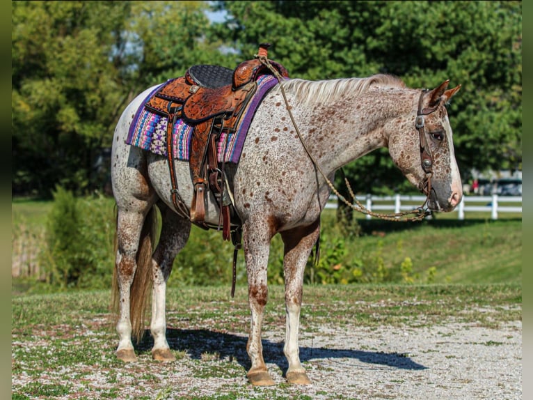 Pony of the Americas Gelding 4 years 14.2 hh Roan-Red in Robards