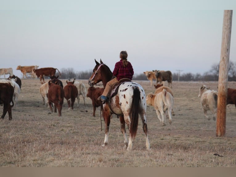 Pony of the Americas Mix Gelding 4 years 14,1 hh  in Purdy