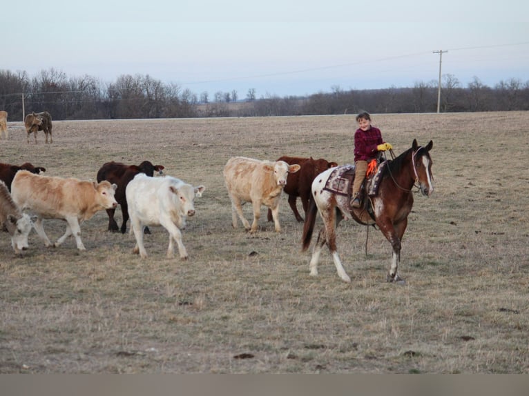 Pony of the Americas Mix Gelding 4 years 14,1 hh  in Purdy