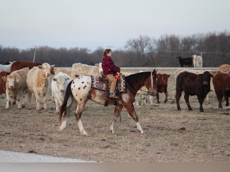 Pony of the Americas Mix Gelding 4 years 14,1 hh  in Purdy