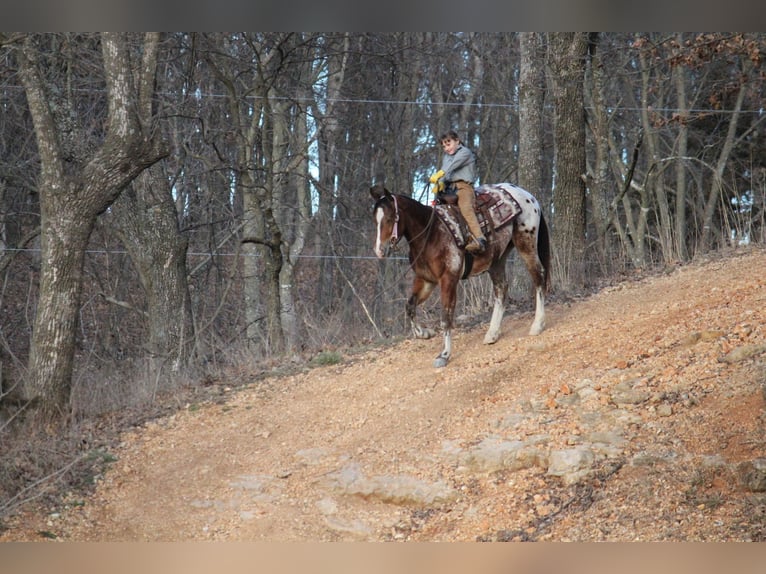 Pony of the Americas Mix Gelding 4 years 14,1 hh  in Purdy