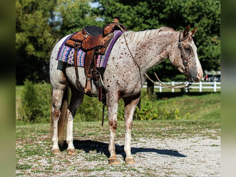 Pony of the Americas Gelding 4 years 14,2 hh Chestnut in Robards