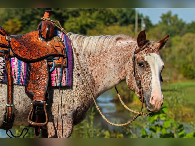 Pony of the Americas Gelding 4 years 14,2 hh Roan-Red in Robards