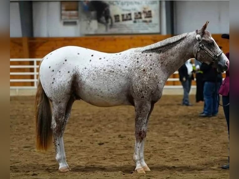 Pony of the Americas Gelding 4 years 14,2 hh Roan-Red in Robards