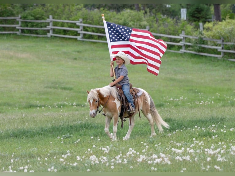 Pony of the Americas Mix Gelding 4 years Pinto in Akeley
