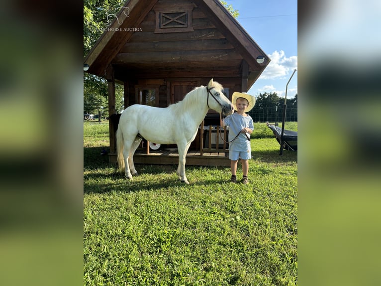 Pony of the Americas Gelding 5 years 10,2 hh Gray in Breeding, KY