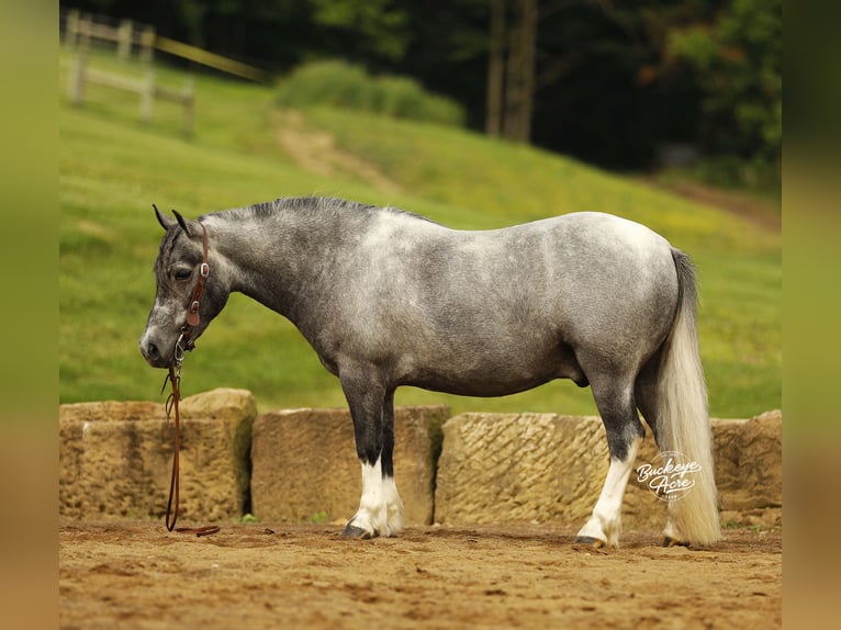 Pony of the Americas Gelding 5 years 11 hh Grey in Millersburg