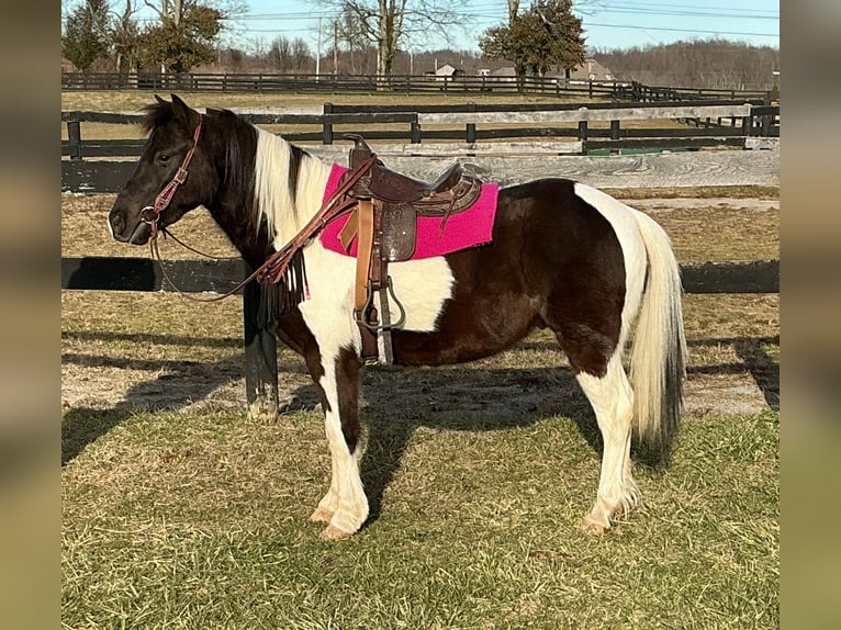 Pony of the Americas Gelding 5 years 12 hh Tobiano-all-colors in Lexington
