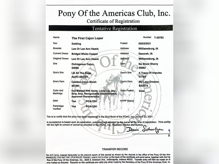 Pony of the Americas Gelding 5 years 13.3 hh Red Dun in Ridgway