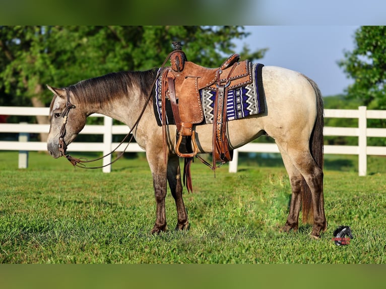 Pony of the Americas Gelding 5 years 13 hh Buckskin in Sedalia
