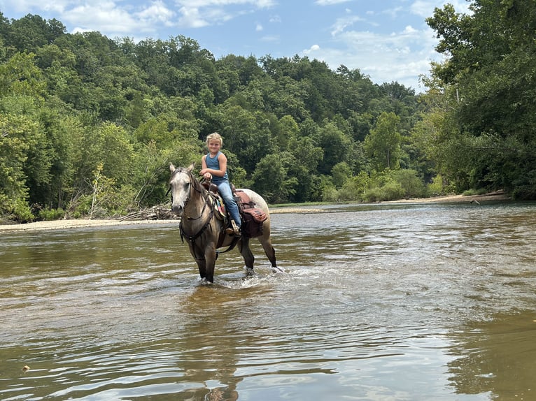 Pony of the Americas Gelding 5 years 13 hh Buckskin in Sedalia
