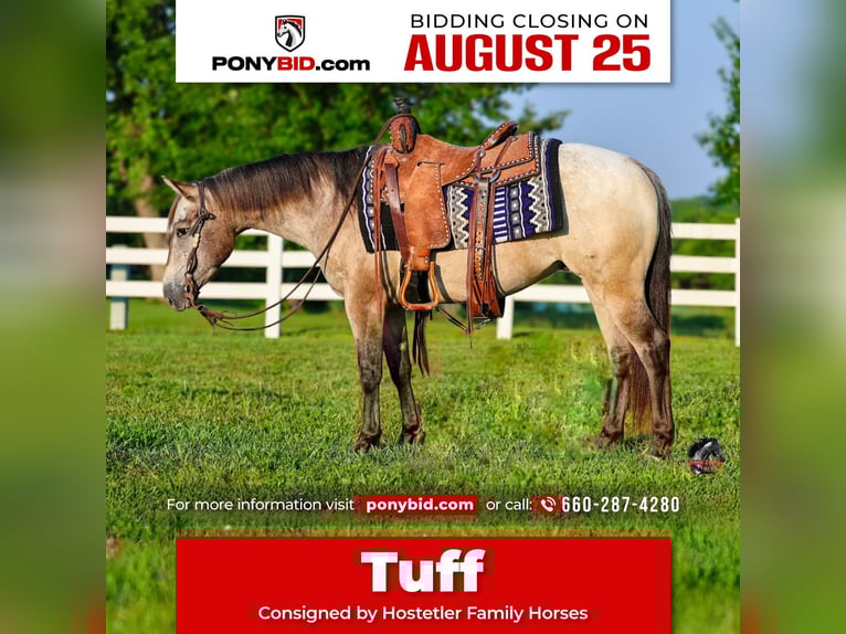 Pony of the Americas Gelding 5 years 13 hh Buckskin in Sedalia
