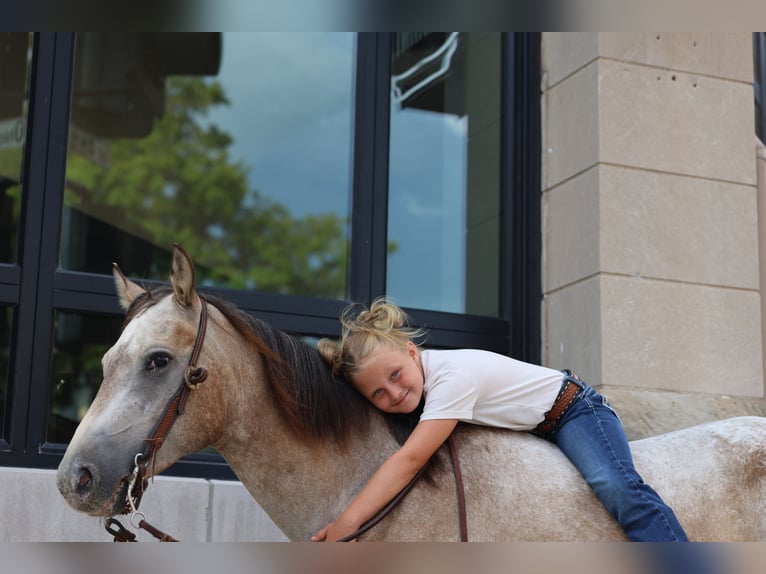 Pony of the Americas Gelding 5 years 13 hh Buckskin in Sedalia