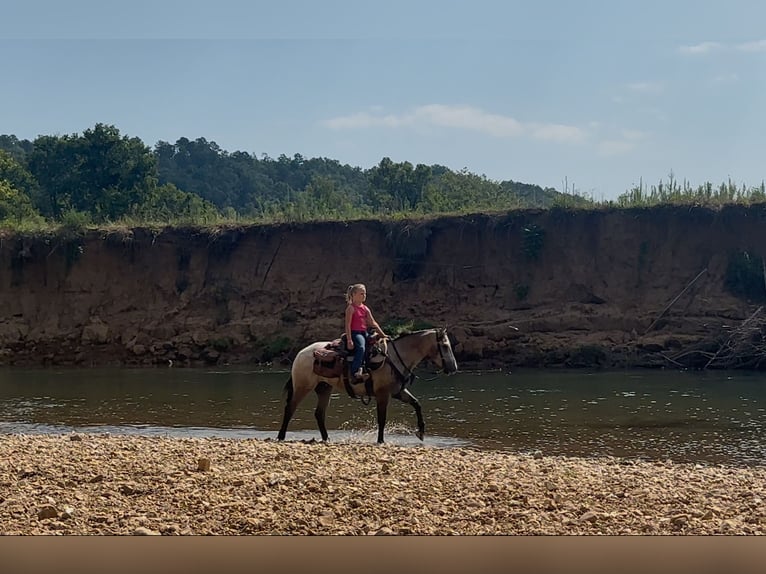 Pony of the Americas Gelding 5 years 13 hh Buckskin in Sedalia