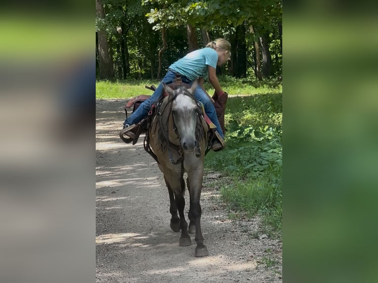 Pony of the Americas Gelding 5 years 13 hh Buckskin in Sedalia