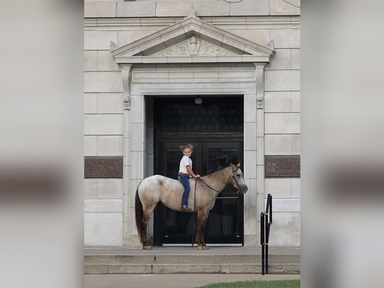Pony of the Americas Gelding 5 years 13 hh Buckskin in Sedalia