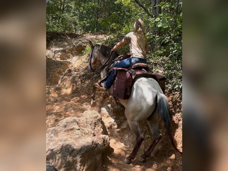 Pony of the Americas Gelding 5 years 13 hh Buckskin in Sedalia