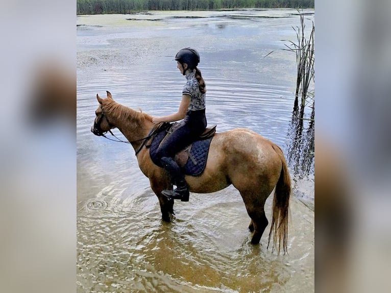 Pony of the Americas Gelding 5 years 13,3 hh Red Dun in Ridgway