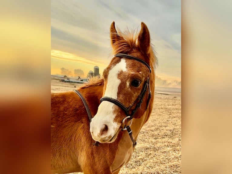 Pony of the Americas Gelding 5 years 13,3 hh Red Dun in Ridgway