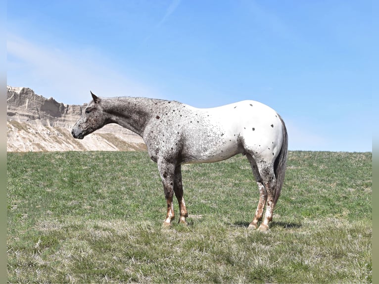 Pony of the Americas Gelding 5 years 14,1 hh Leopard-Piebald in Bayard, Nebraska