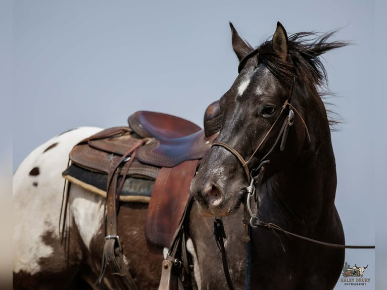 Pony of the Americas Mix Gelding 5 years 14.1 hh Pinto in Auburn