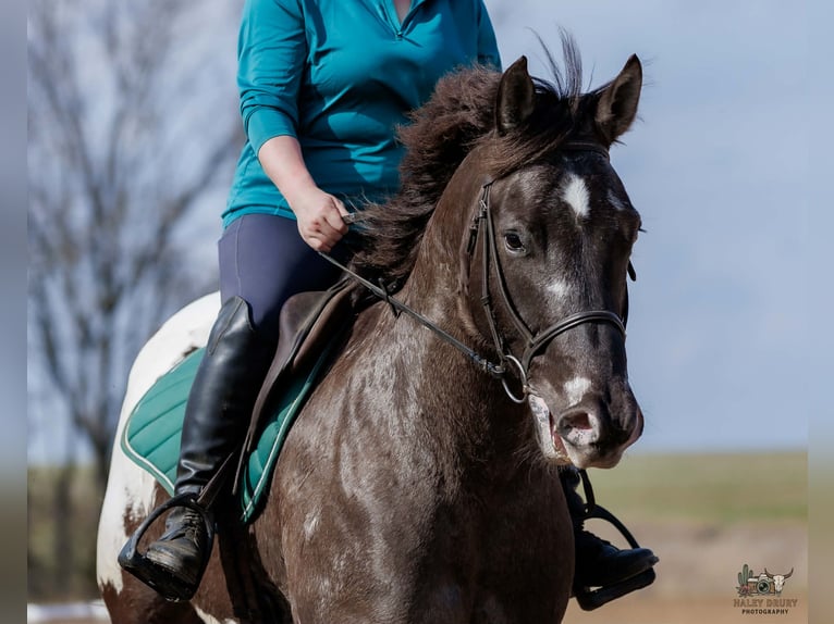 Pony of the Americas Mix Gelding 5 years 14.2 hh Pinto in Auburn