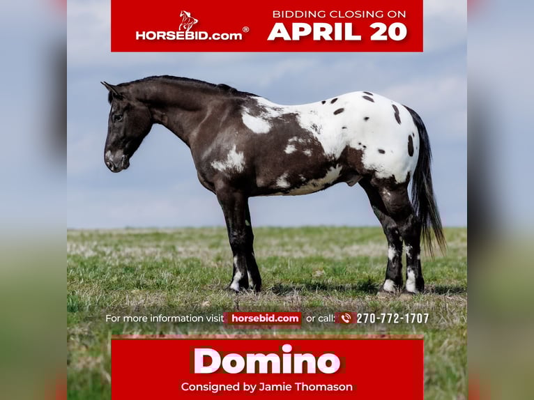 Pony of the Americas Mix Gelding 5 years 14.2 hh Pinto in Auburn