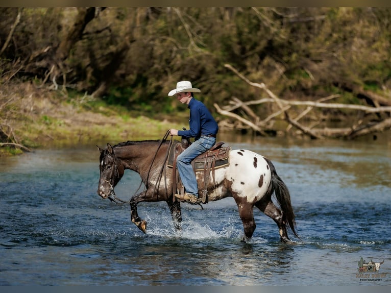 Pony of the Americas Mix Gelding 5 years 14.2 hh Pinto in Auburn