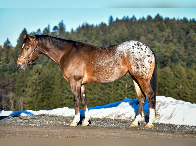 Pony of the Americas Gelding 5 years 14.3 hh  in Alfdorf