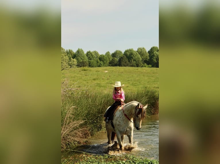 Pony of the Americas Gelding 5 years 14 hh Buckskin in Horton