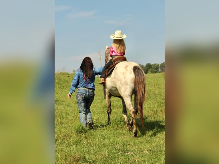 Pony of the Americas Gelding 5 years 14 hh Buckskin in Horton