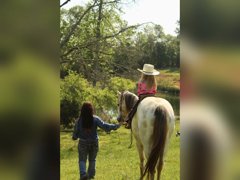 Pony of the Americas Gelding 5 years 14 hh Buckskin in Horton