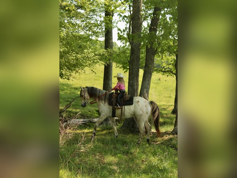 Pony of the Americas Gelding 5 years 14 hh Buckskin in Horton