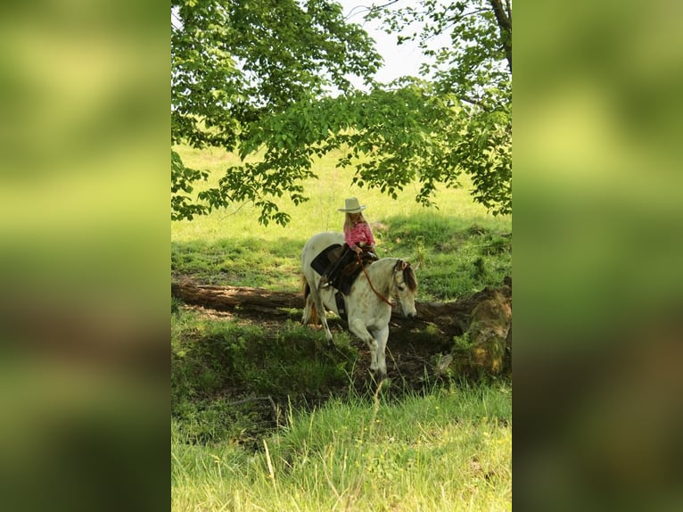 Pony of the Americas Gelding 5 years 14 hh Buckskin in Horton