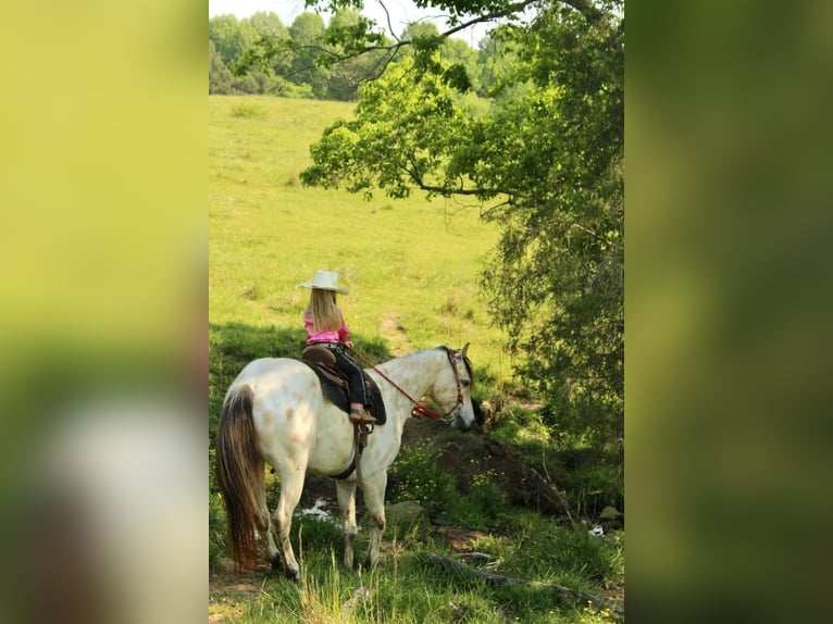 Pony of the Americas Gelding 5 years 14 hh Buckskin in Horton