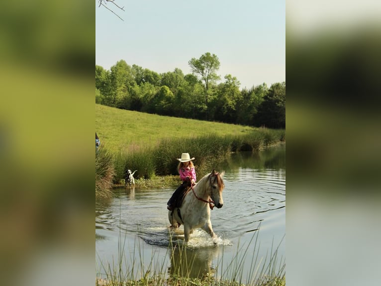 Pony of the Americas Gelding 5 years 14 hh Buckskin in Horton