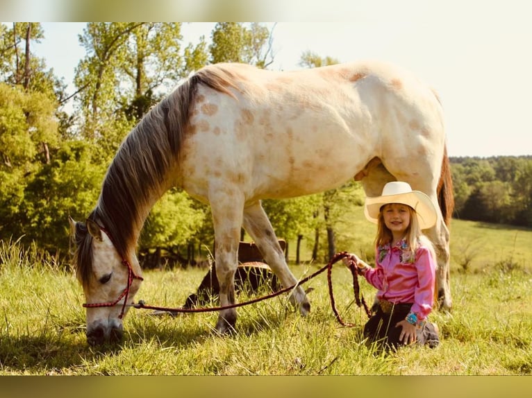 Pony of the Americas Gelding 5 years 14 hh Buckskin in Horton